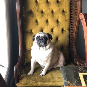 Meet your Posher, Danny